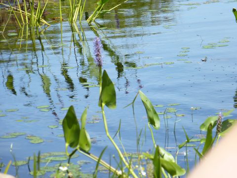 Photo from TREKKING WITH CHEV: Bon Echo's Abe’s and Essen’s Trail