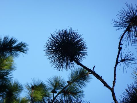 Photo from TREKKING WITH CHEV: Bon Echo's Abe’s and Essen’s Trail
