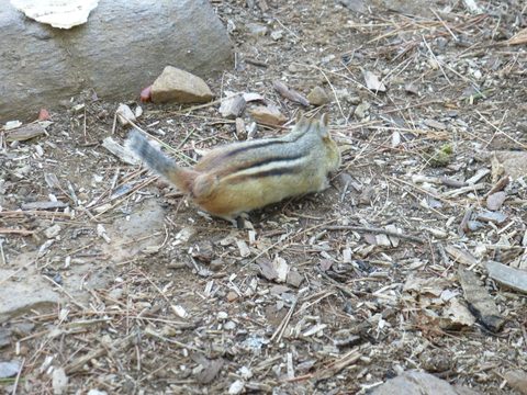 Photo from TREKKING WITH CHEV: Bon Echo's Abe’s and Essen’s Trail