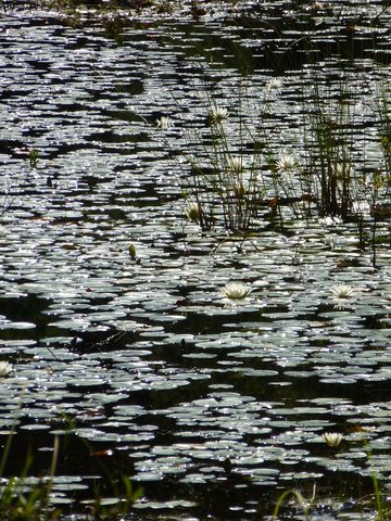 Photo from TREKKING WITH CHEV: Bon Echo's Abe’s and Essen’s Trail