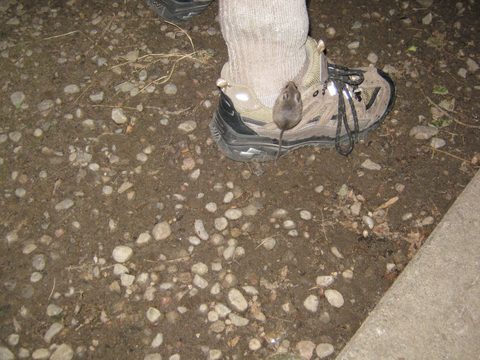 Photo from TREKKING WITH CHEV: Bon Echo's Abe’s and Essen’s Trail