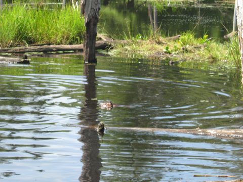 Photo from TREKKING WITH CHEV: Bon Echo's Abe’s and Essen’s Trail
