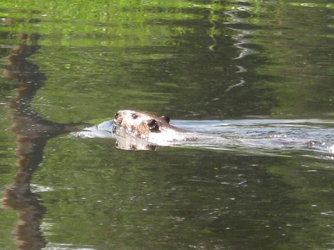 Photo from TREKKING WITH CHEV: Bon Echo's Abe’s and Essen’s Trail