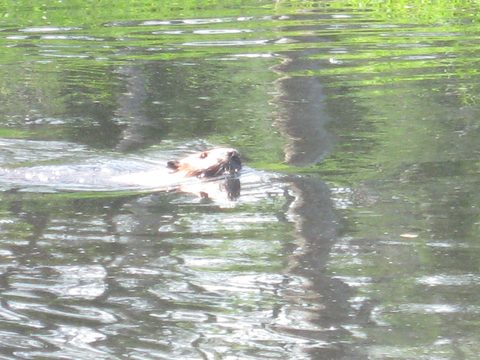 Photo from TREKKING WITH CHEV: Bon Echo's Abe’s and Essen’s Trail