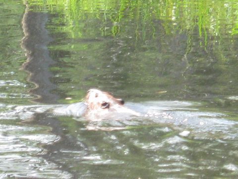 Photo from TREKKING WITH CHEV: Bon Echo's Abe’s and Essen’s Trail