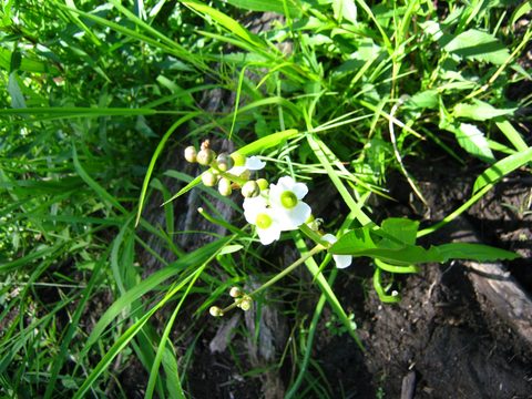 Photo from TREKKING WITH CHEV: Bon Echo's Abe’s and Essen’s Trail