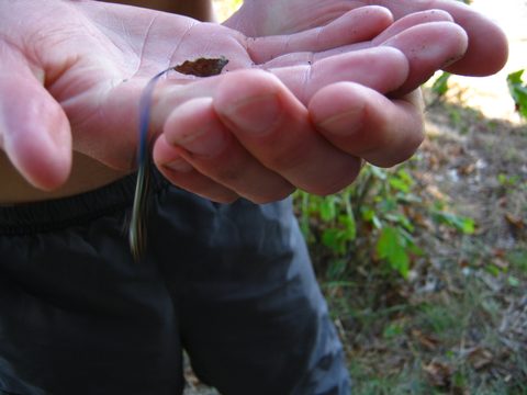 Photo from TREKKING WITH CHEV: Bon Echo's Abe’s and Essen’s Trail