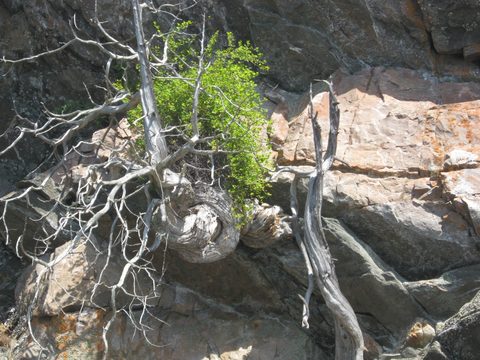 Photo from TREKKING WITH CHEV: Bon Echo's Abe’s and Essen’s Trail
