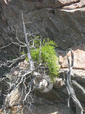 Photo from TREKKING WITH CHEV: Bon Echo's Abe’s and Essen’s Trail