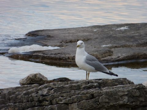 Photo from Backpack or Kayak camping, Reed's Dump, Bruce Peninsula