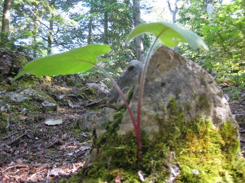 Photo from Backpack or Kayak camping, Reed's Dump, Bruce Peninsula