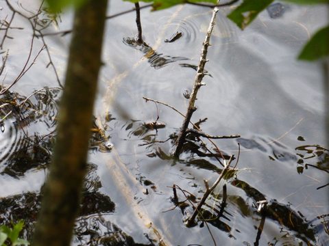 Photo from Canoe & camp on Oxtongue river