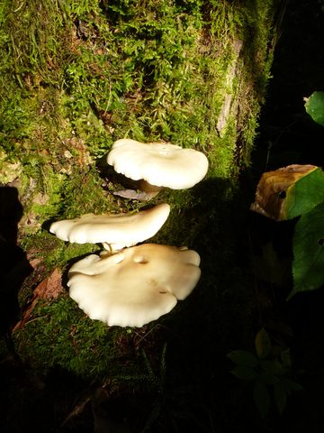 Photo from Canoe & camp on Oxtongue river
