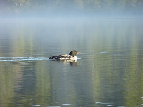 Photo from Canoe & camp on Oxtongue river