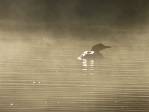 Photo from Canoe & camp on Oxtongue river