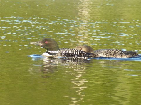 Photo from Canoe & camp on Oxtongue river