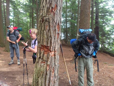 Photo from Backpacking Western Uplands Trail