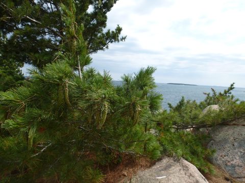Photo from Kayaking, Deer Island and the Chickens, Georgian Bay