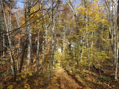 Photo from Thanksgiving weekend in Algonquin Provincial Park