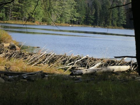 Photo from Thanksgiving weekend in Algonquin Provincial Park
