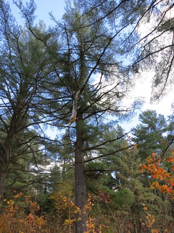 Photo from Thanksgiving weekend in Algonquin Provincial Park
