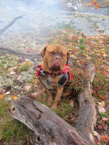 Scarlet - all muddy
