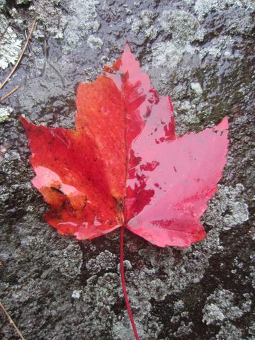 O' CANADA