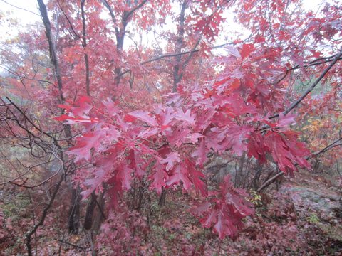 Photo from Backpacking, Ganaraska Trail, Queen Elizabeth Wildlands
