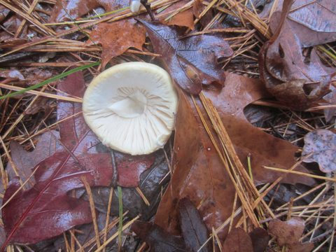 Photo from Backpacking, Ganaraska Trail, Queen Elizabeth Wildlands