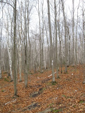 Photo from Backpacking, McKay's Harbour, Bruce Trail