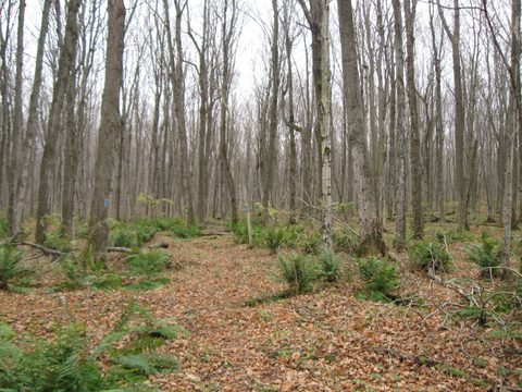 Photo from Backpacking, McKay's Harbour, Bruce Trail