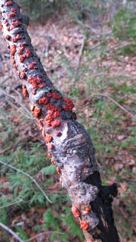 Photo from Backpacking, Bruce Peninsula National Park