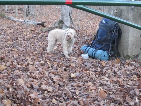 Riley, the Wonder Dog.