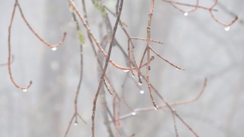 Photo from Snowshoe camping, Maggie Lake, Algonquin