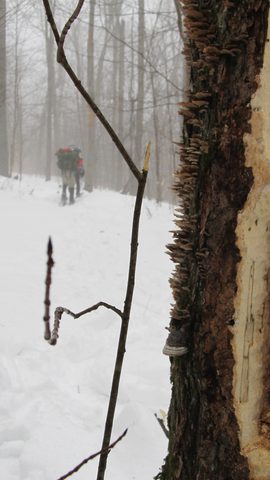 Photo from Snowshoe camping, Maggie Lake, Algonquin