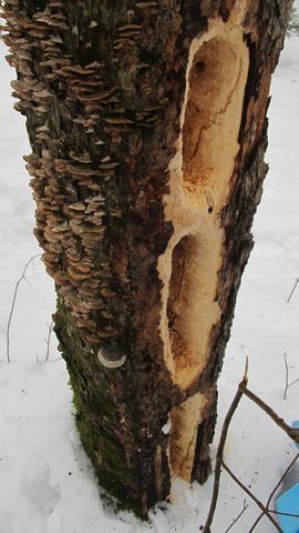 Photo from Snowshoe camping, Maggie Lake, Algonquin