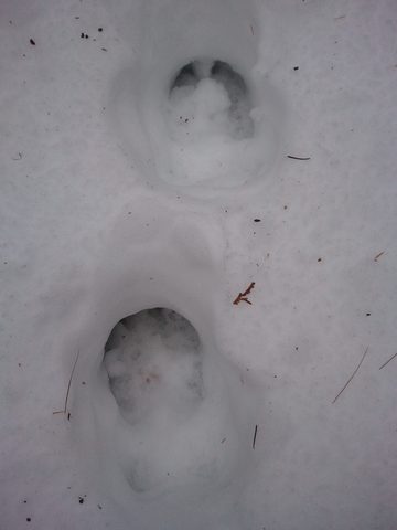 Photo from Snowshoe camping, Maggie Lake, Algonquin