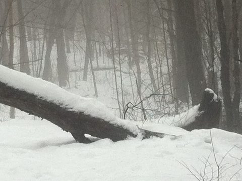 Photo from Snowshoe camping, Maggie Lake, Algonquin