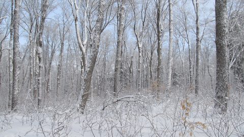 Photo from Ski camping, Minnesing Wilderness Trail, Algonquin