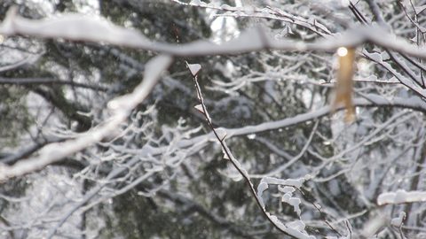 Photo from Ski camping, Minnesing Wilderness Trail, Algonquin
