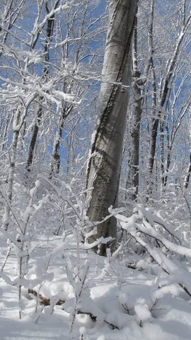 Photo from Ski camping, Minnesing Wilderness Trail, Algonquin