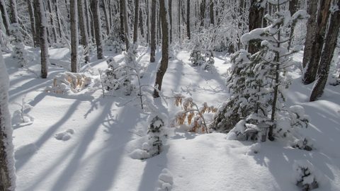Photo from Ski camping, Minnesing Wilderness Trail, Algonquin