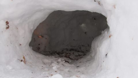 Photo from Ski camping, Minnesing Wilderness Trail, Algonquin