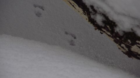Photo from Ski camping, Minnesing Wilderness Trail, Algonquin