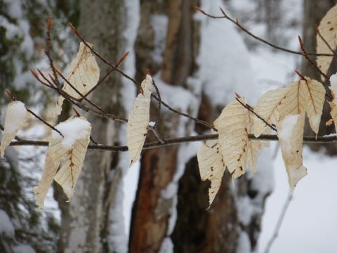 Photo from Ski camping, Minnesing Wilderness Trail, Algonquin
