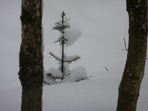 Photo from Ski camping, Minnesing Wilderness Trail, Algonquin