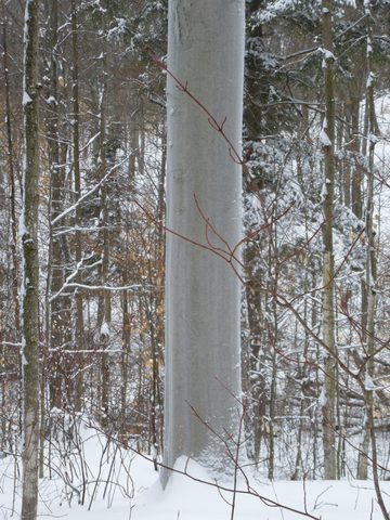 Photo from Ski camping, Minnesing Wilderness Trail, Algonquin