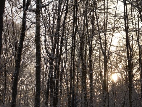 Photo from Ski camping, Minnesing Wilderness Trail, Algonquin
