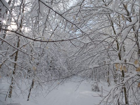 Photo from Ski camping, Minnesing Wilderness Trail, Algonquin