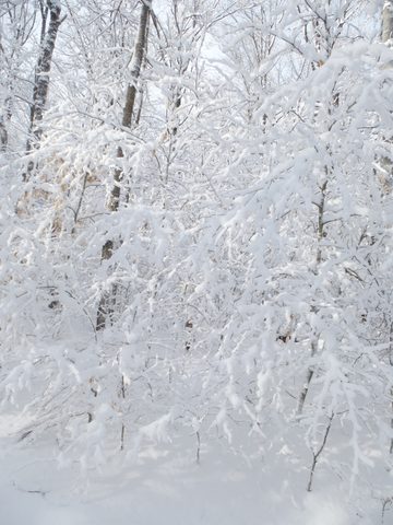 Photo from Ski camping, Minnesing Wilderness Trail, Algonquin